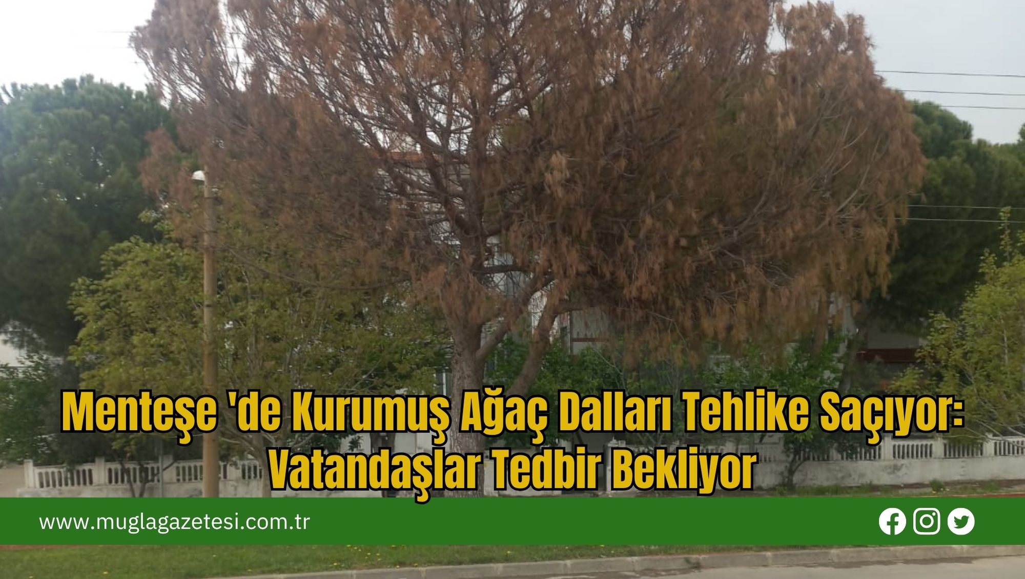 Menteşe 'de Kurumuş Ağaç Dalları Tehlike Saçıyor: Vatandaşlar Tedbir Bekliyor