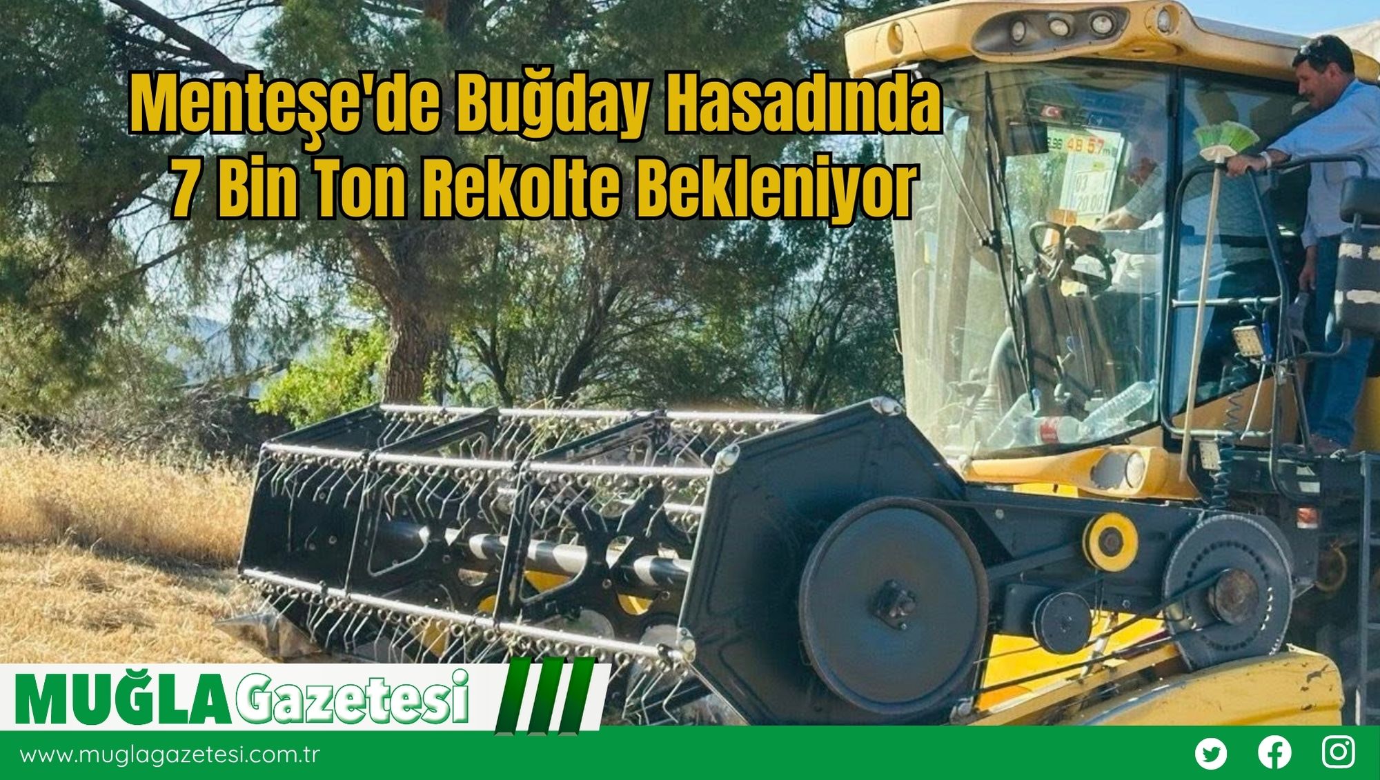 Menteşe'de Buğday Hasadında  7 Bin Ton Rekolte Bekleniyor