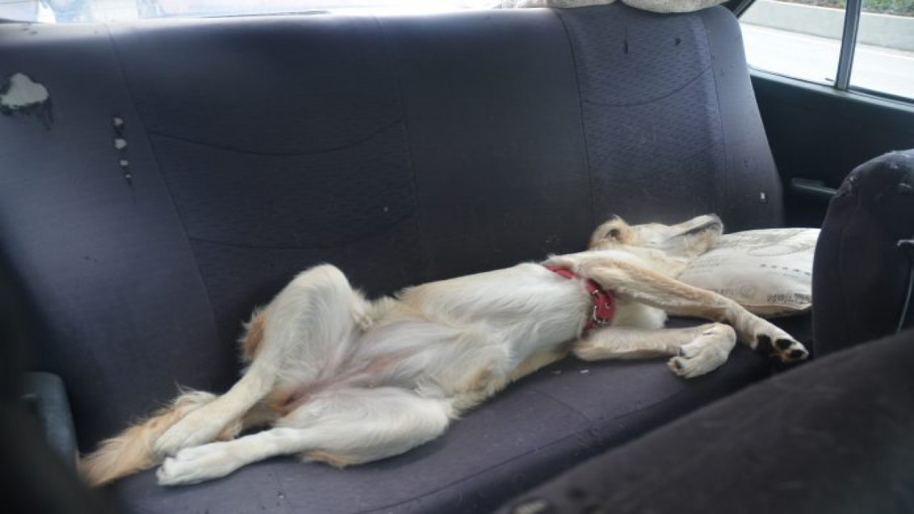 Böyle keyif görülmedi