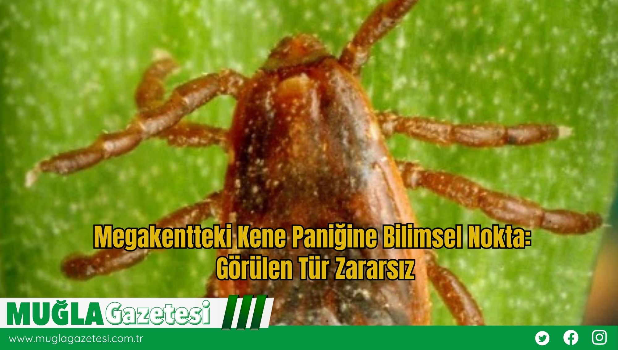 Megakentteki Kene Paniğine Bilimsel Nokta: Görülen Tür Zararsız