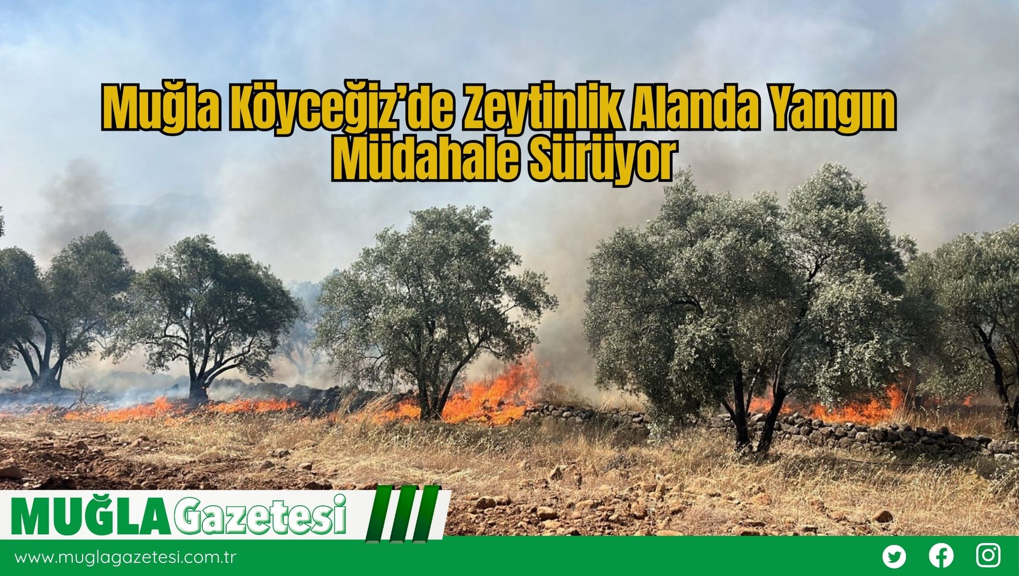 Muğla Köyceğiz’de Zeytinlik Alanda Yangın: Müdahale Sürüyor
