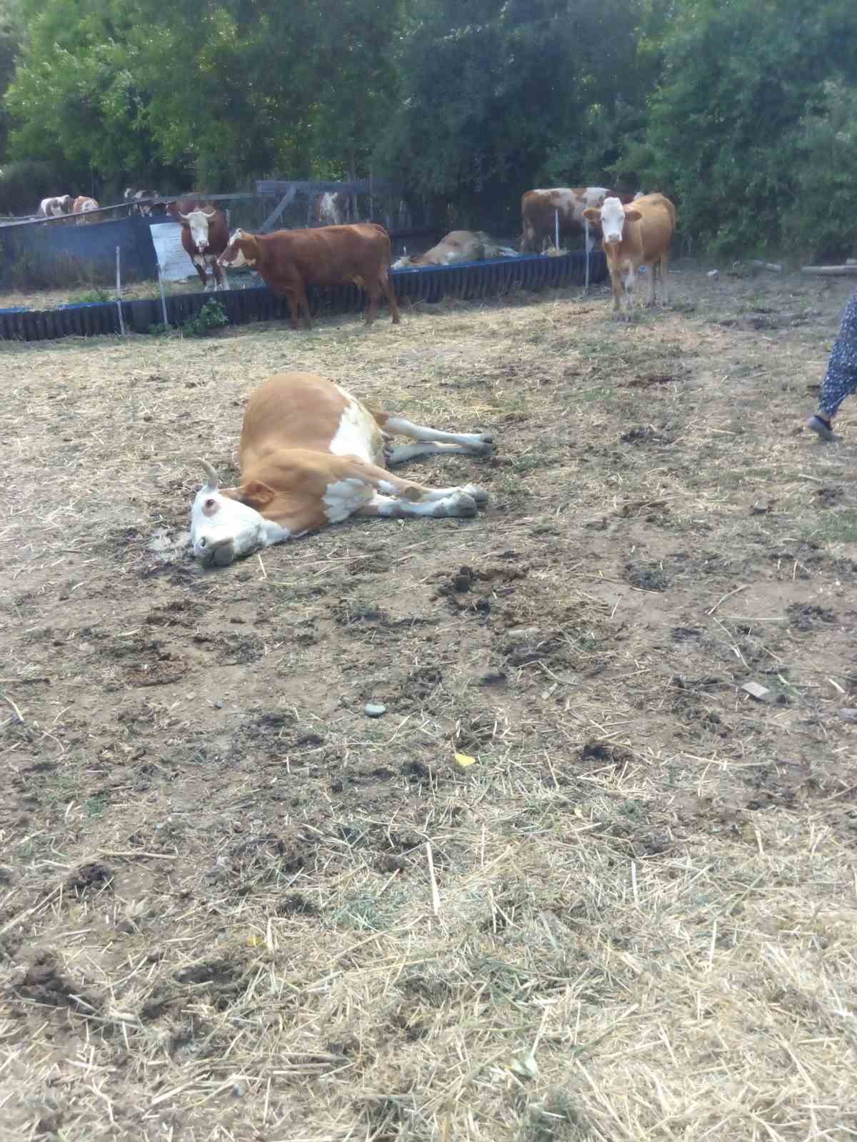 3 Büyükbaş Hayvan Dereden Su İçtikten Sonra Telef Oldu