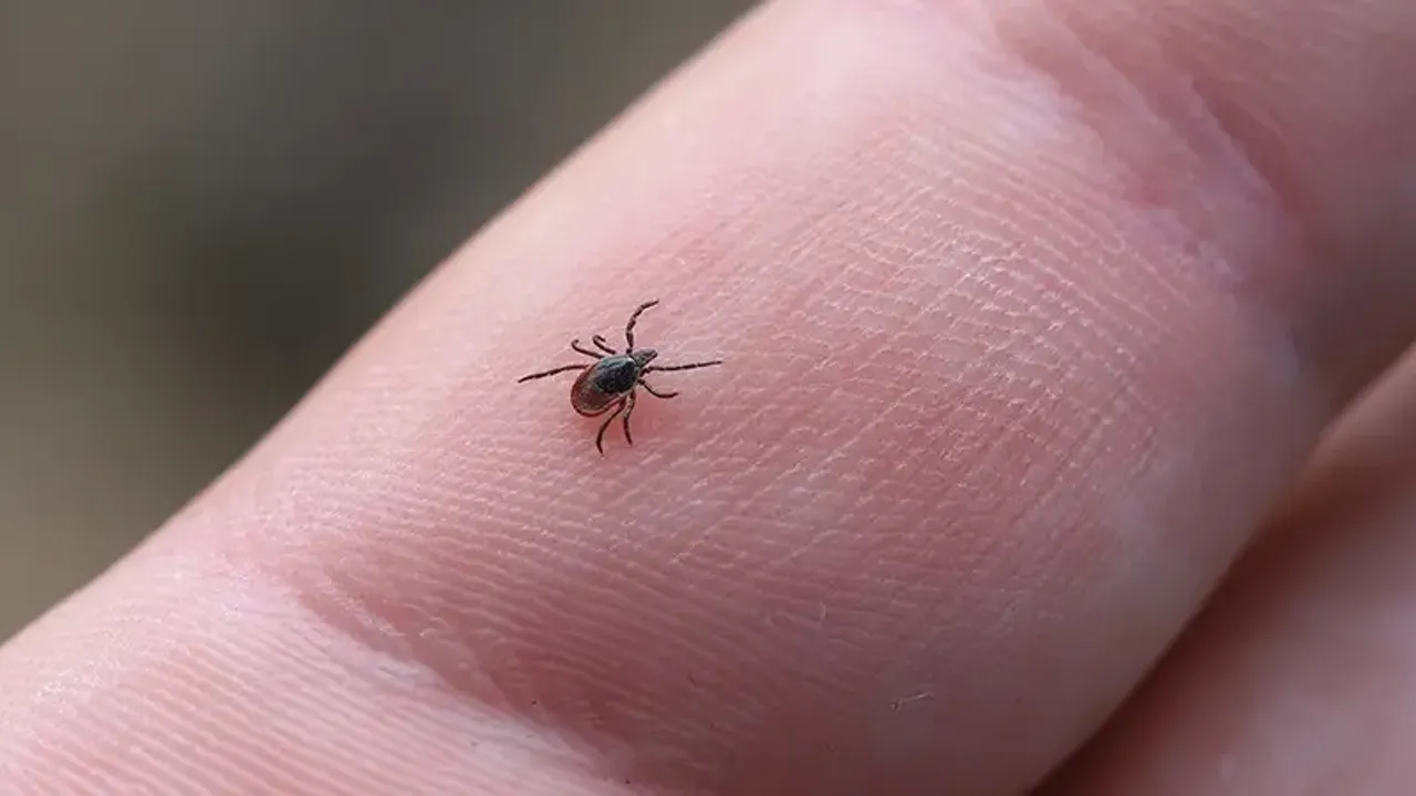 Keneler En Çok 0 Kan Grubunu Hedef Alıyor: Uzmanlardan Yaz Ayları İçin Kritik Uyarılar