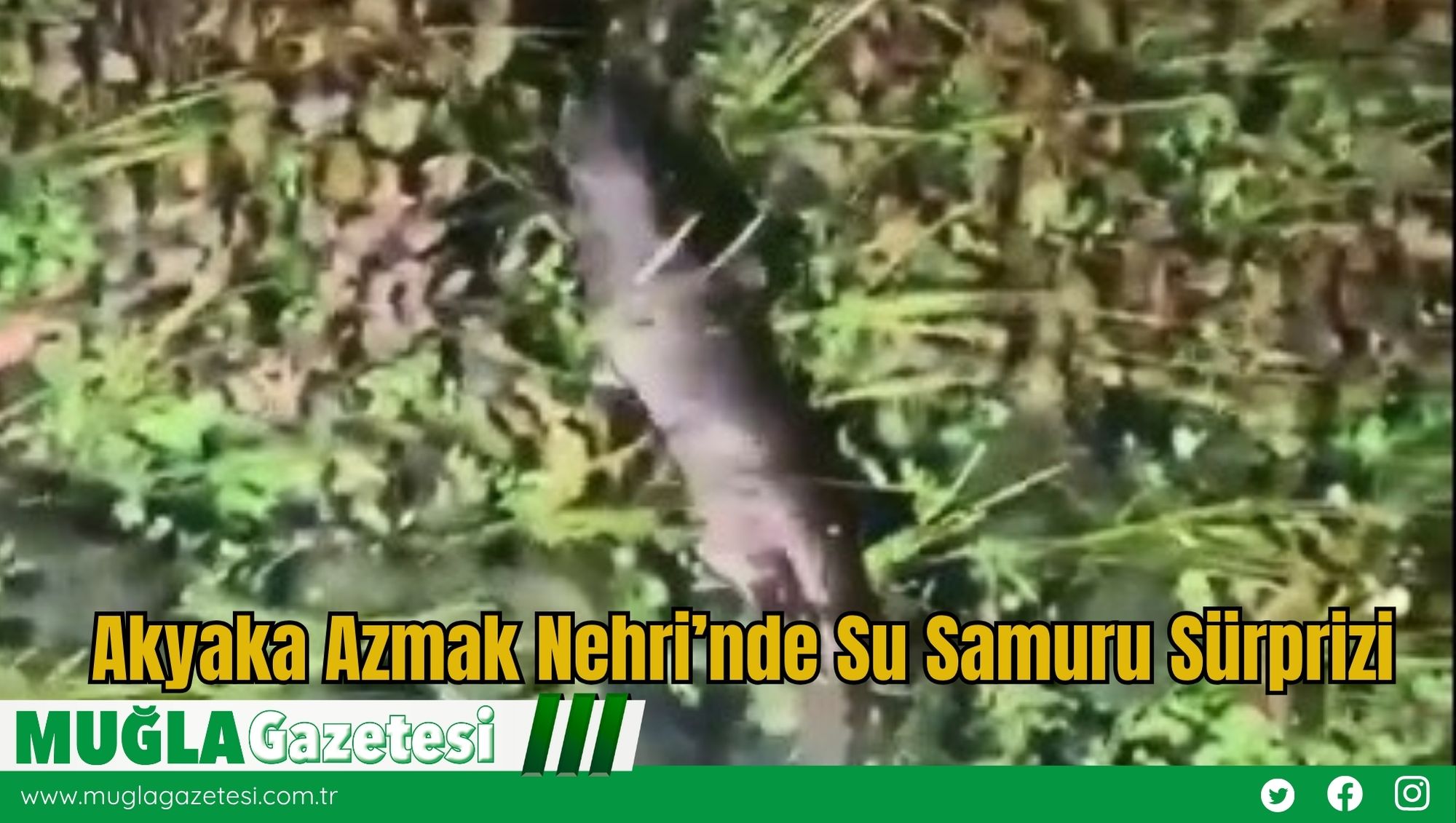 Akyaka Azmak Nehri’nde Su Samuru Sürprizi