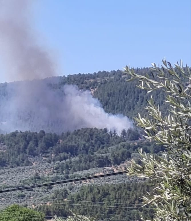 Menteşe Kafaca'da Orman Yangını: Ekipler Müdahaleye Devam Ediyor