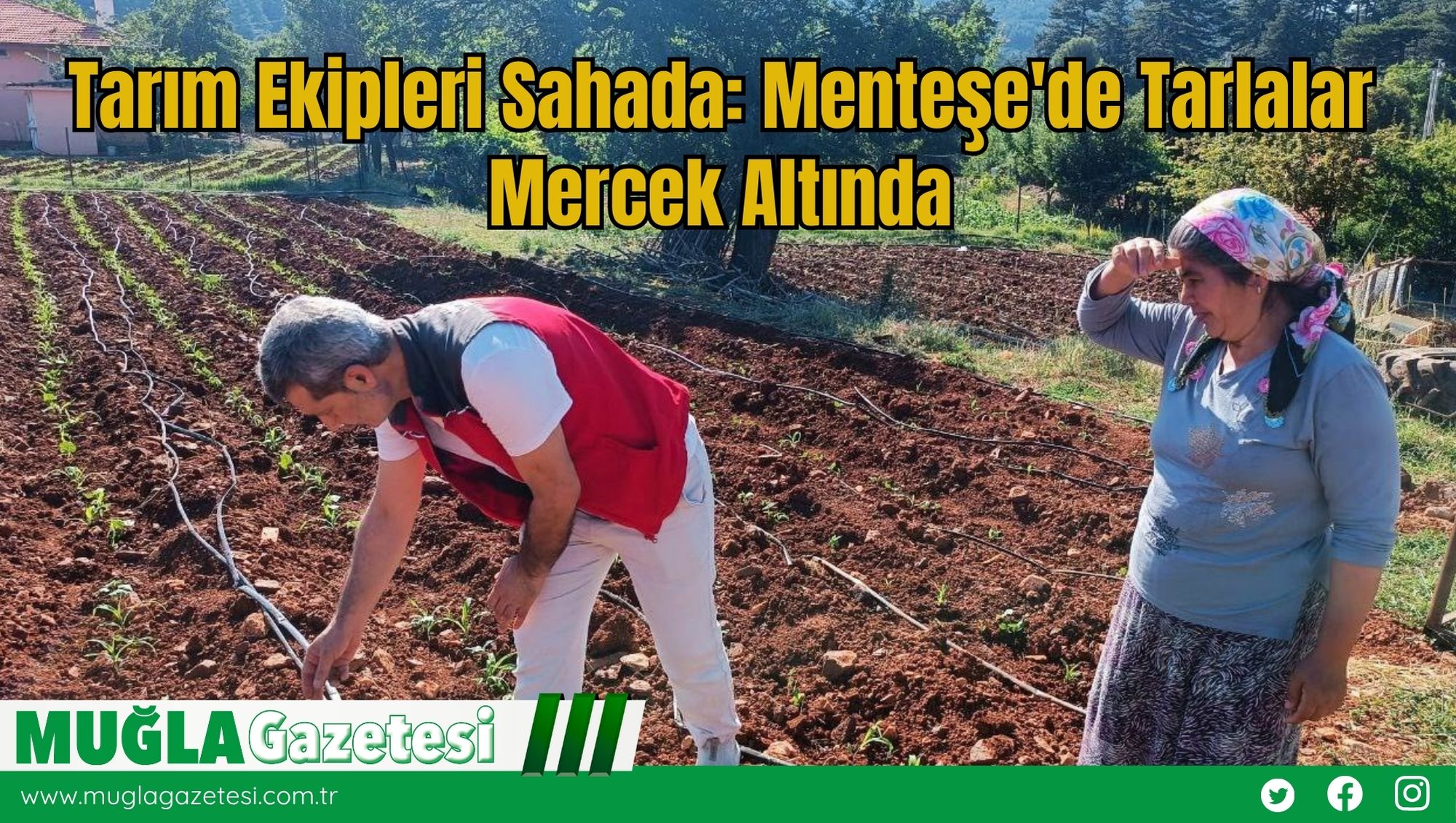 Tarım Ekipleri Sahada: Menteşe'de Tarlalar Mercek Altında