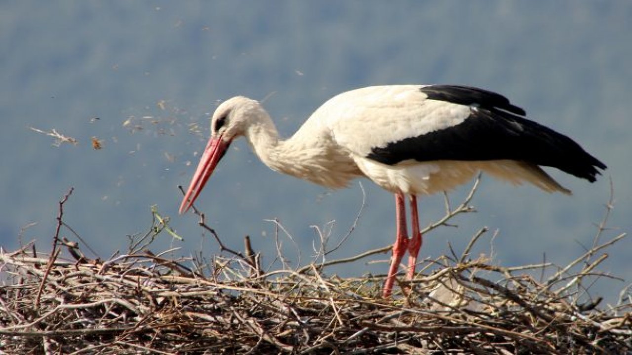 Muğla'da leyleklerin yuva telaşı