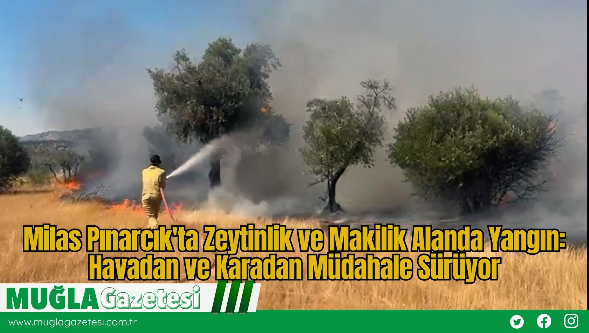 Milas Pınarcık'ta Zeytinlik ve Makilik Alanda Yangın: Havadan ve Karadan Müdahale Sürüyor