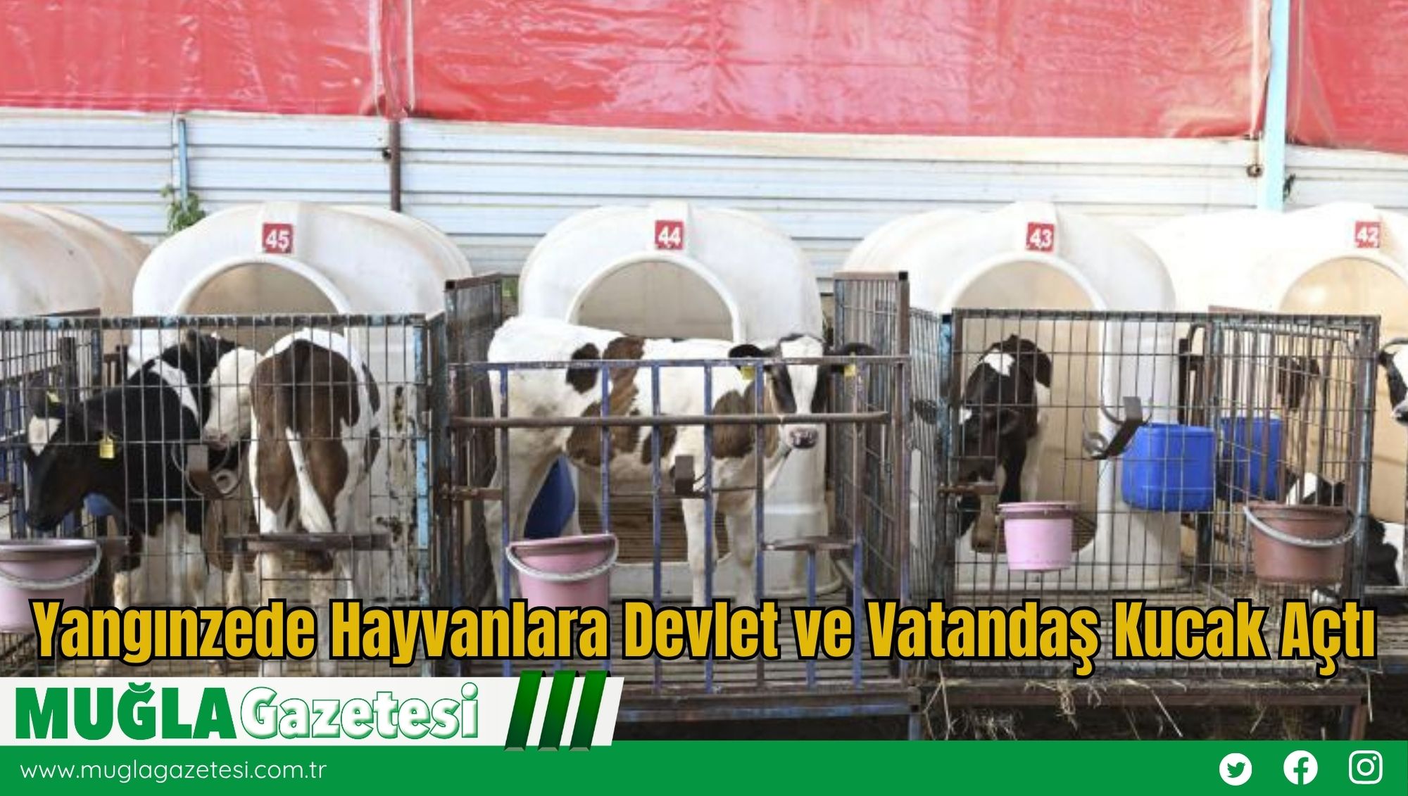 Yangınzede Hayvanlara Devlet ve Vatandaş Kucak Açtı