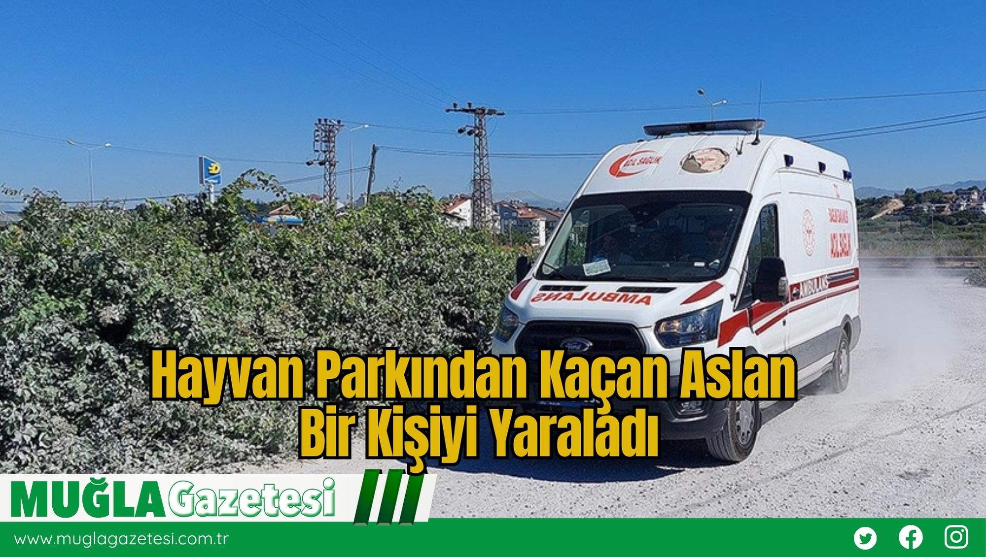 Hayvan Parkından Kaçan Aslan Bir Kişiyi Yaraladı