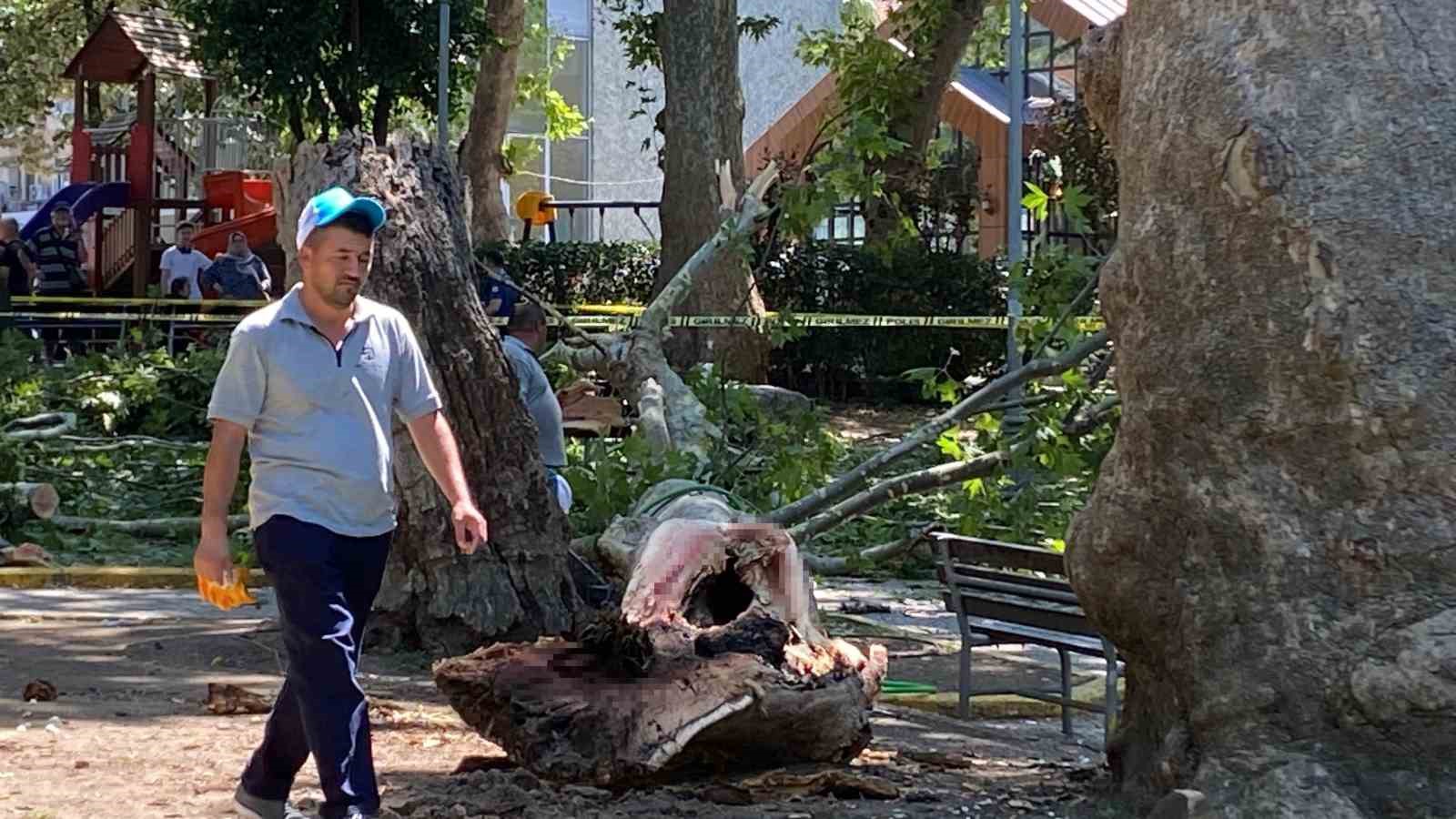 Çınar Ağacından Kopan Dalın Altında Kaldı: Kurtarılamadı