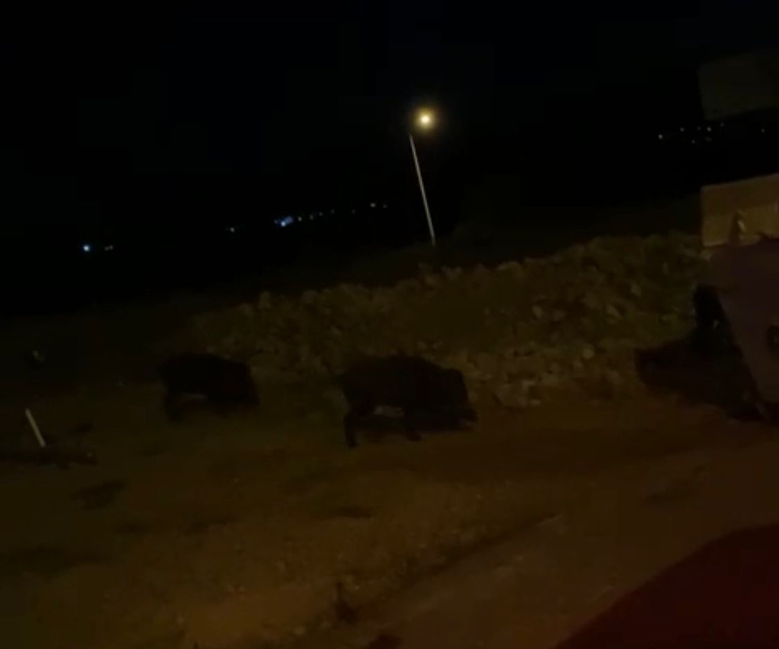 Menteşe’de Domuz Sürüsü Paniğe Neden Oldu