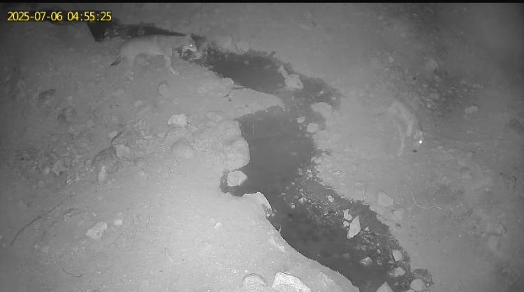 Yatağan’da Kurtlar Fotokapana Takıldı