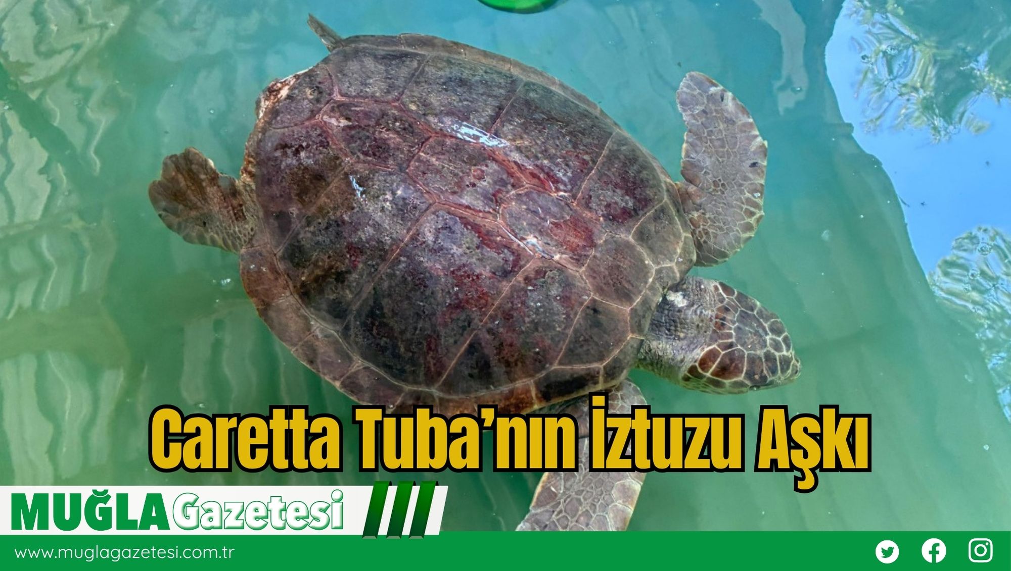 Caretta Tuba’nın İztuzu Aşkı
