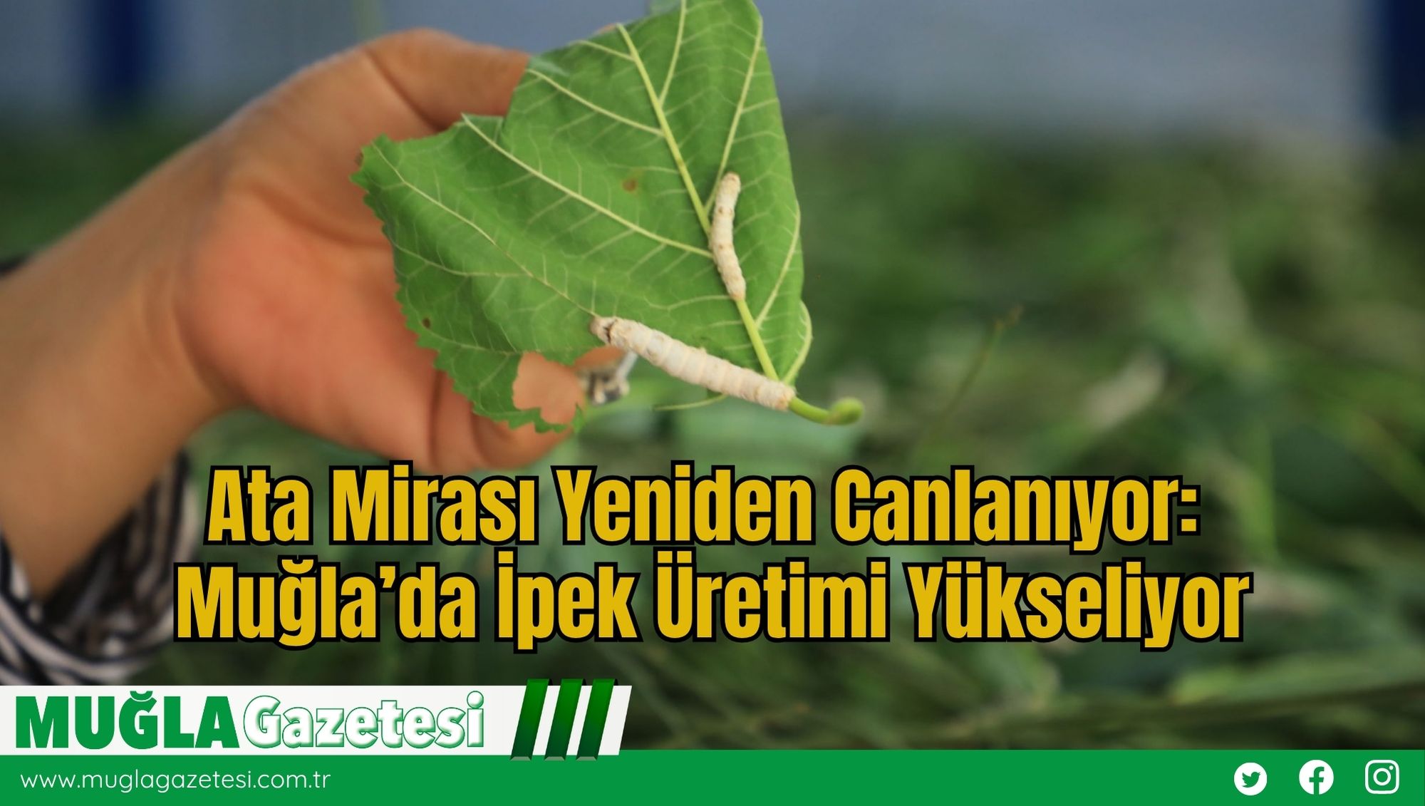 Ata Mirası Yeniden Canlanıyor: Muğla’da İpek Üretimi Yükseliyor