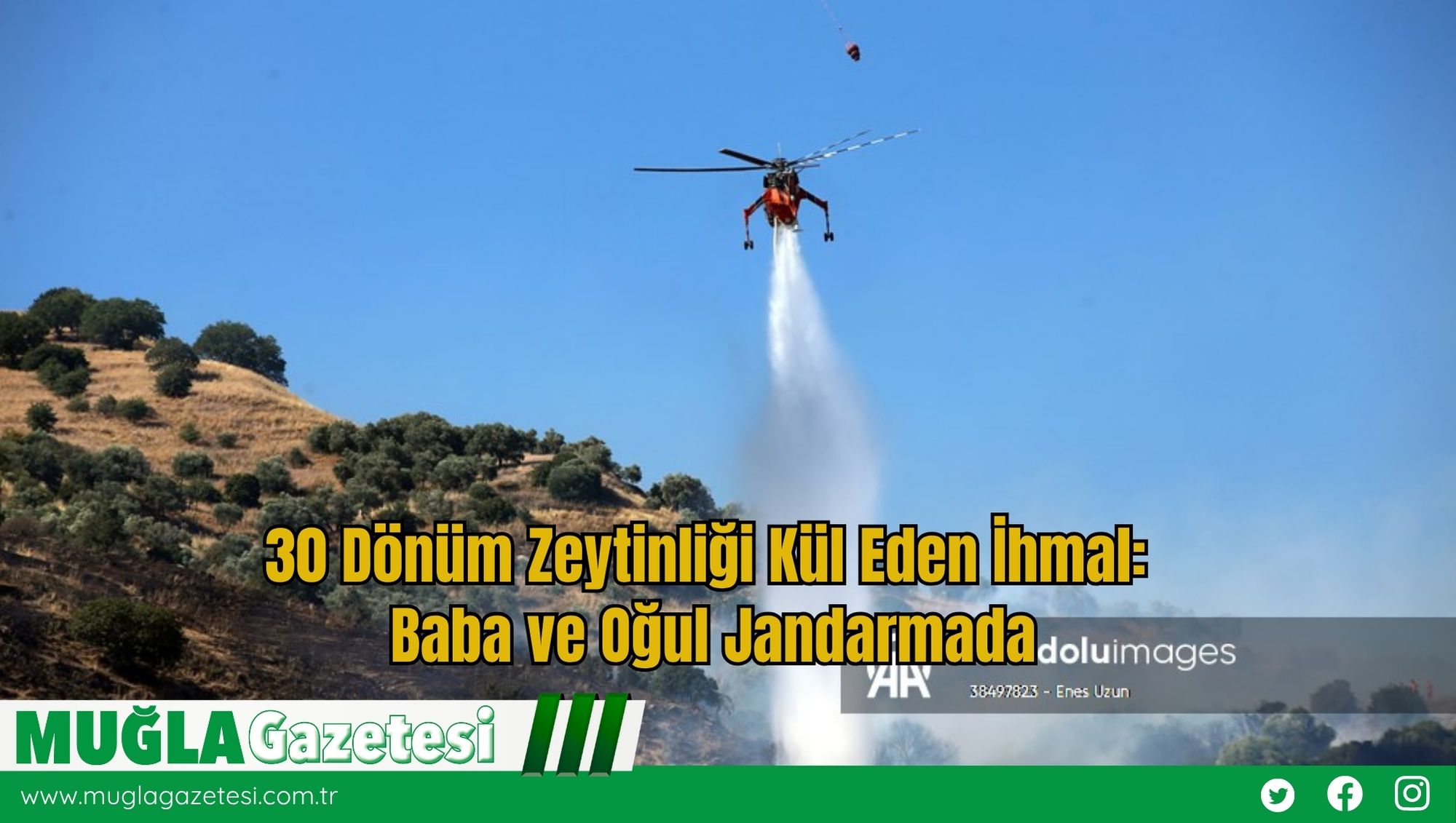 30 Dönüm Zeytinliği Kül Eden İhmal: Baba ve Oğul Jandarmada