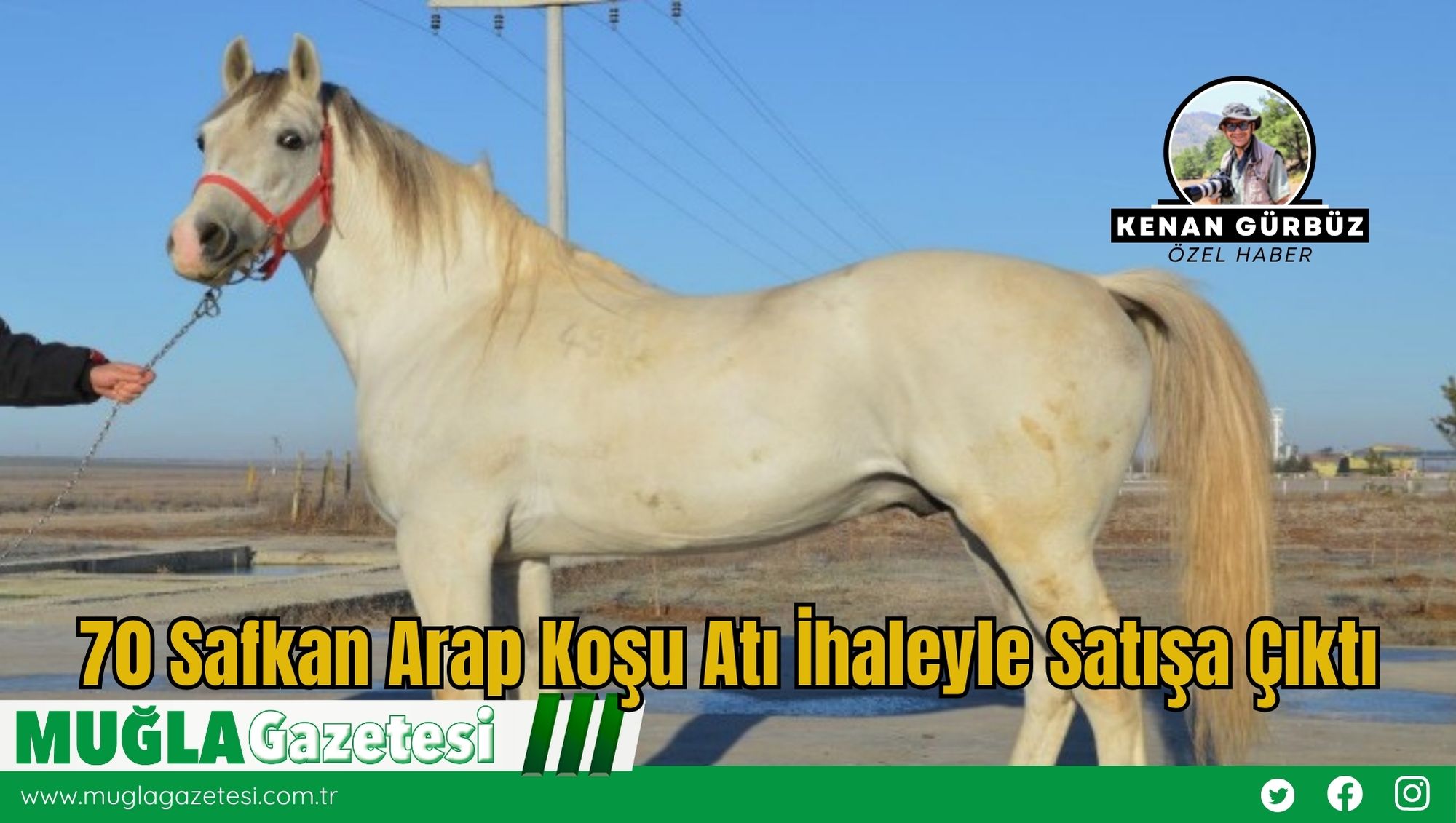 70 Safkan Arap Koşu Atı İhaleyle Satışa Çıktı