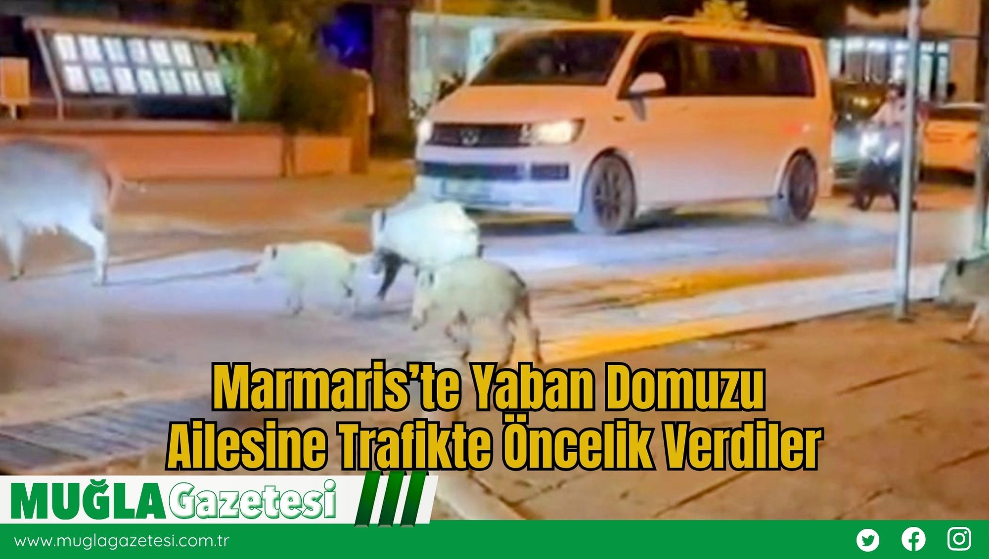Marmaris’te Yaban Domuzu Ailesine Trafikte Öncelik Verdiler
