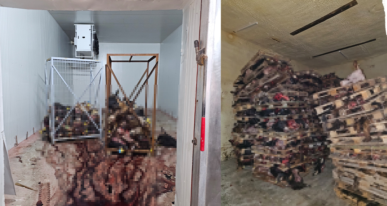 Bozulmuş Hayvan Kafatasları İstiflenmiş Halde Bulundu