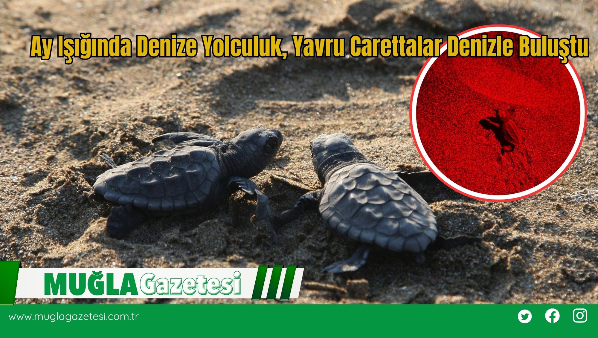 Ay Işığında Denize Yolculuk, Yavru Carettalar Denizle Buluştu