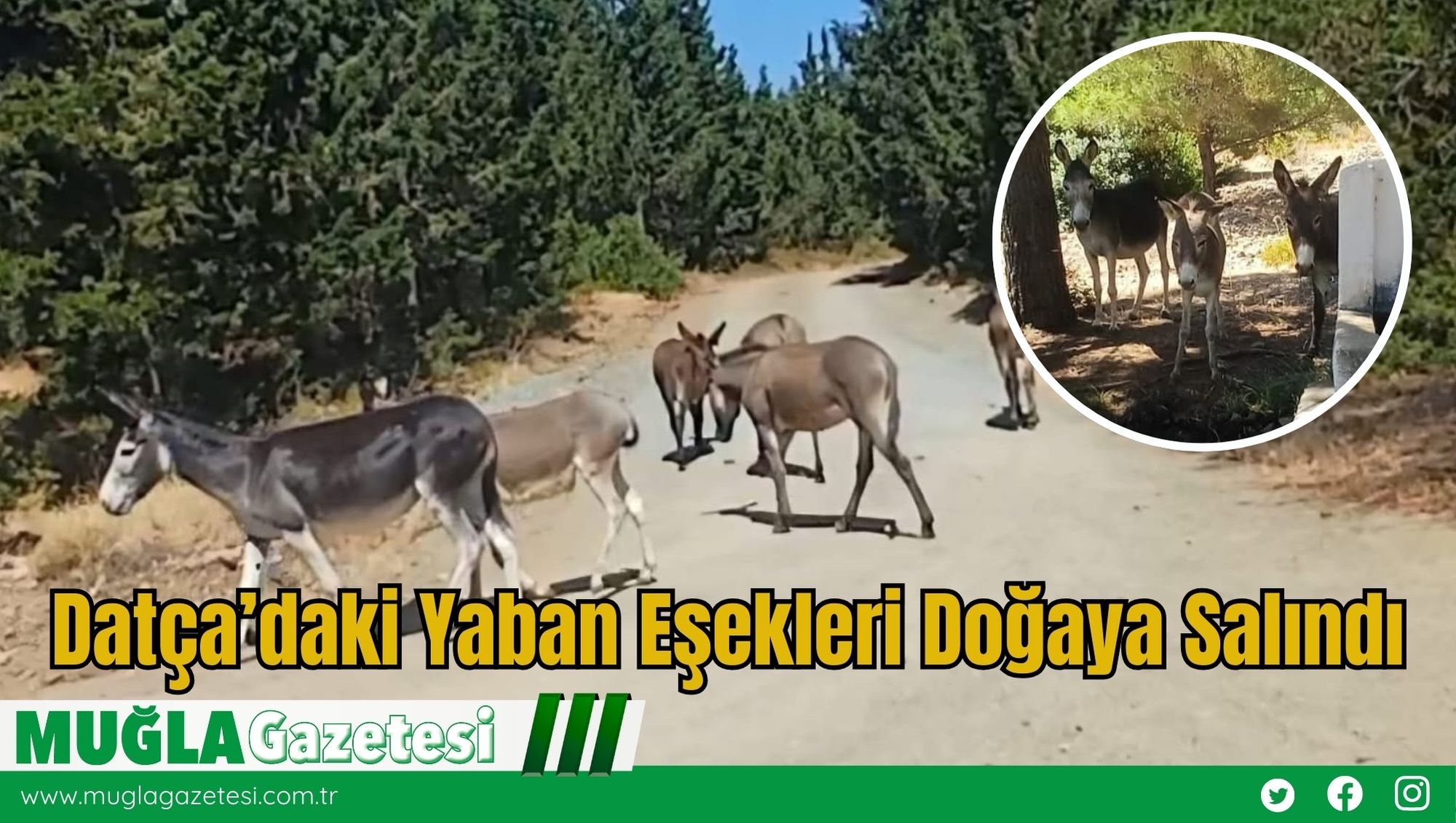 Datça’daki Yaban Eşekleri Doğaya Salındı