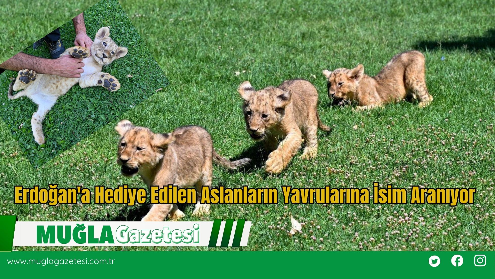 Erdoğan'a Hediye Edilen Aslanların Yavrularına İsim Aranıyor