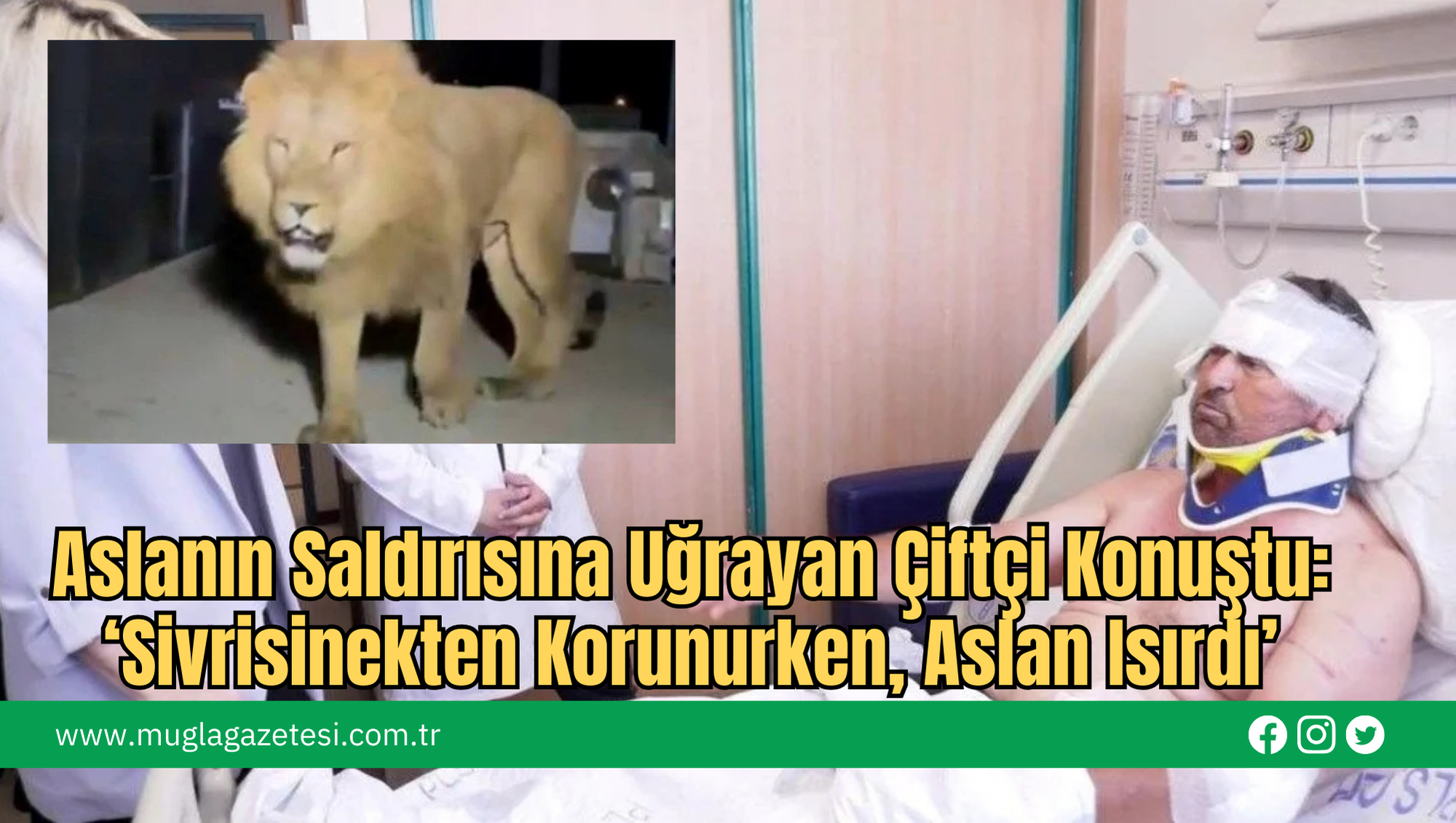 Aslanın Saldırısına Uğrayan Çiftçi Konuştu: ‘Sivrisinekten Korunurken, Aslan Isırdı’