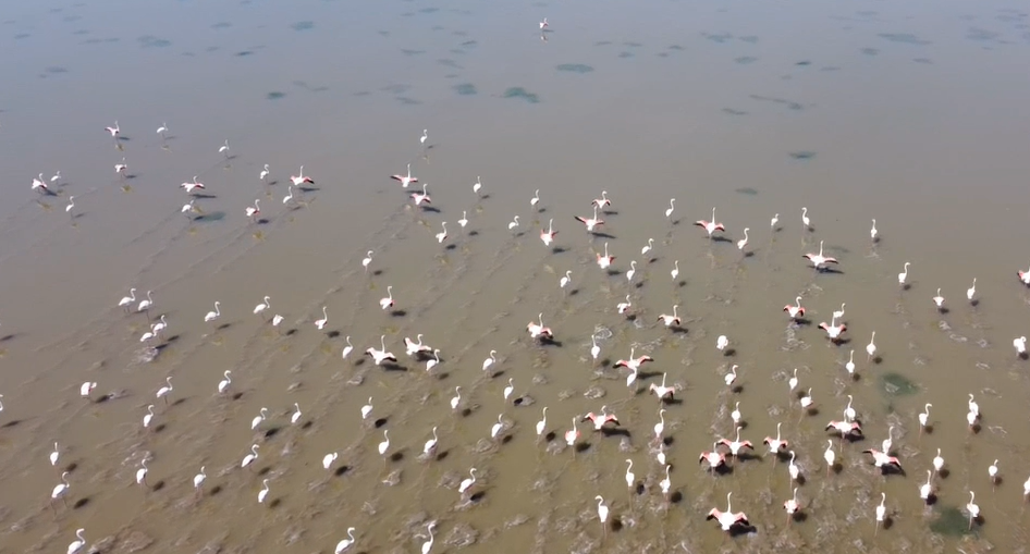 Muğla'nın Milas İlçesinde Sıra Dışı Doğa Olayı