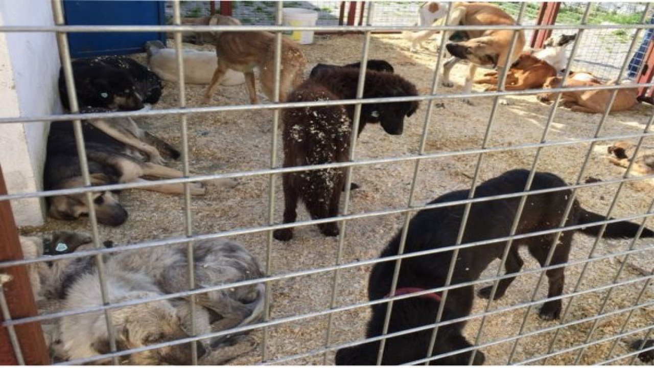 Sokak hayvanları emin ellerde