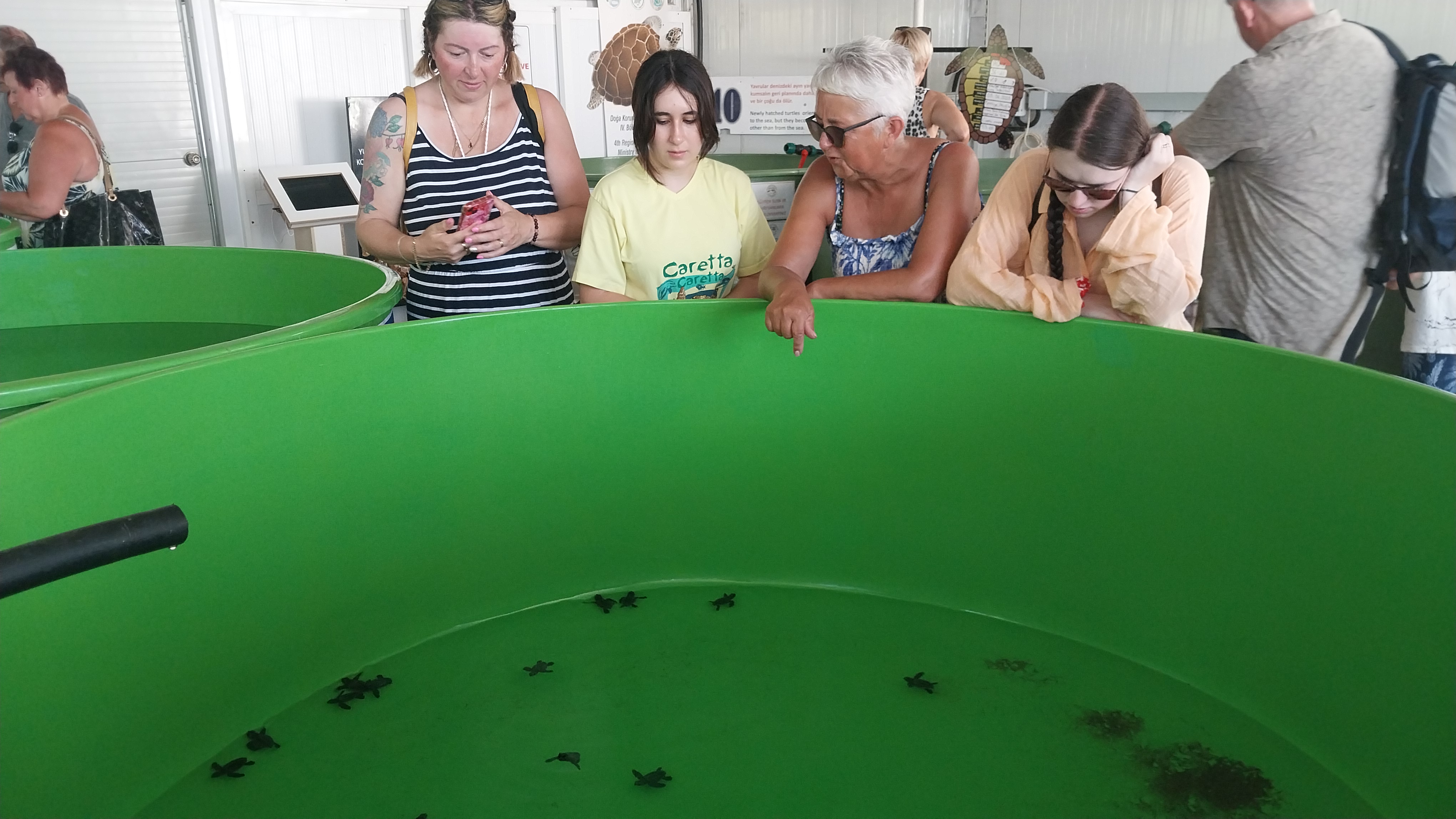 İztuzu Sahili'nden 350 Caretta Caretta Yavrusu Denize Bırakıldı