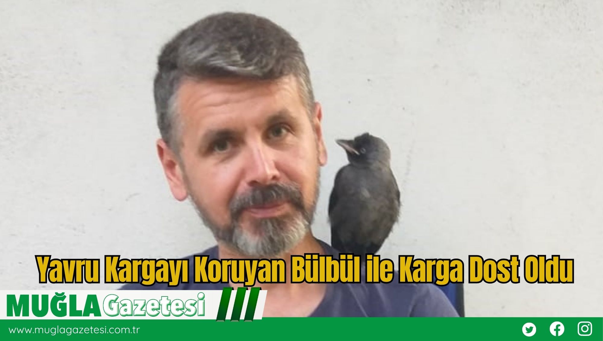 Yavru Kargayı Koruyan Bülbül ile Karga Dost Oldu