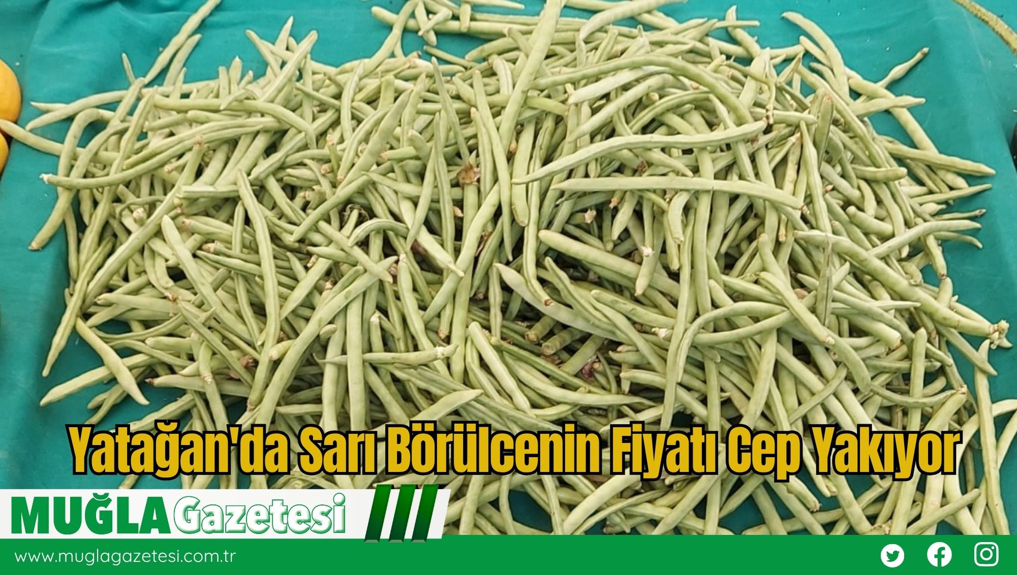 Yatağan'da Sarı Börülcenin Fiyatı Cep Yakıyor