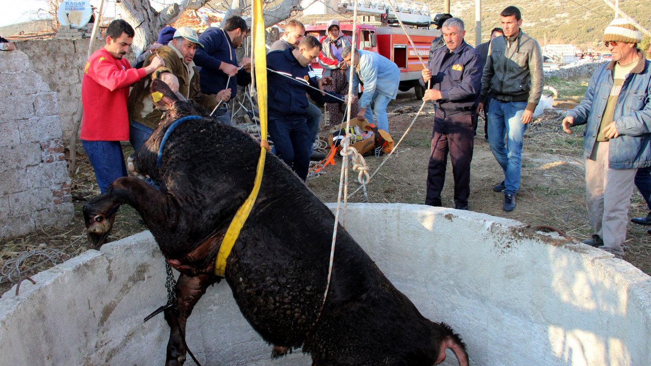 Dana kurtarma Operasyonu