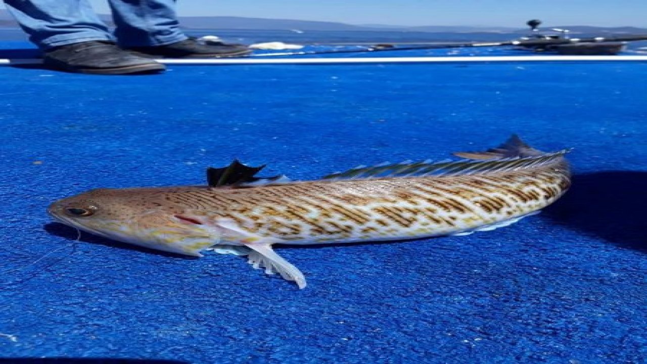 Ege Denizi'nde ‘trakonya’ alarmı