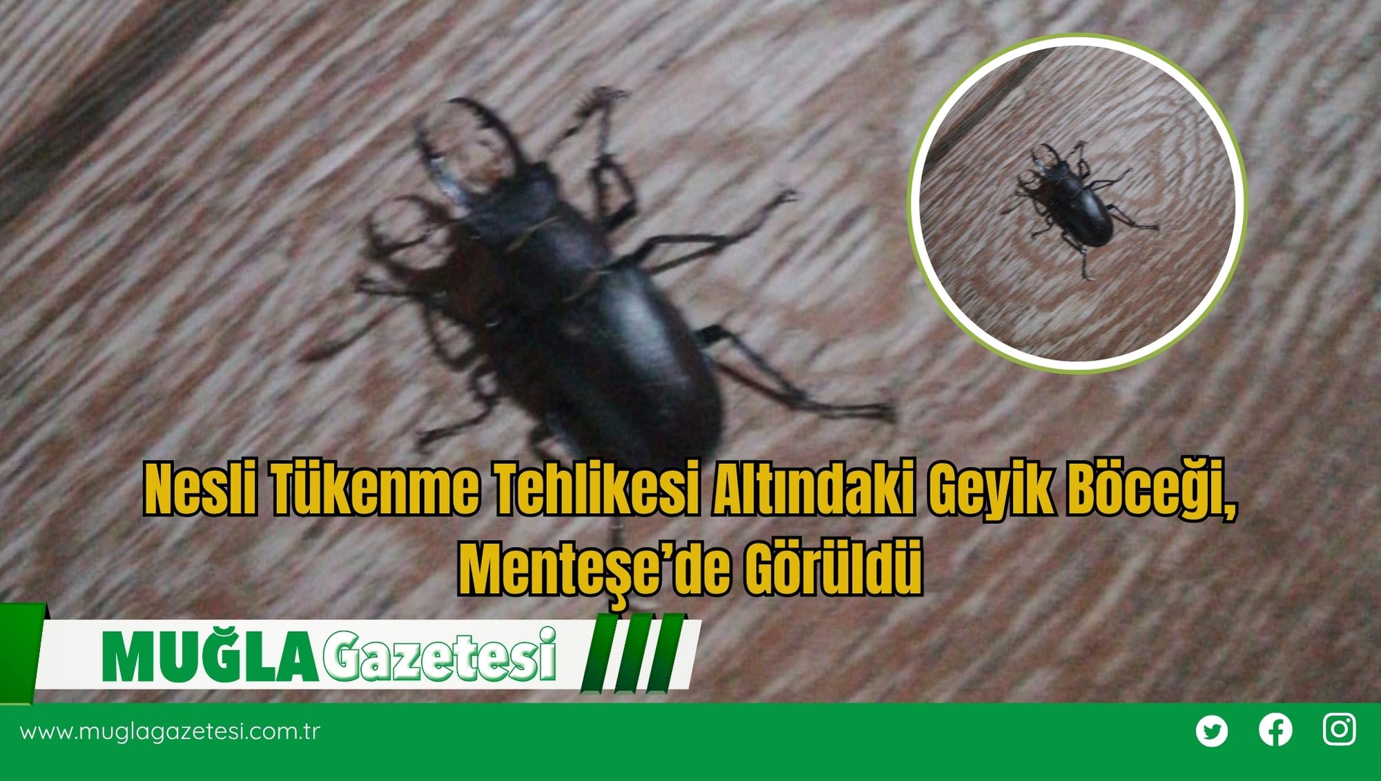 Nesli Tükenme Tehlikesi Altındaki Geyik Böceği, Menteşe’de Görüldü