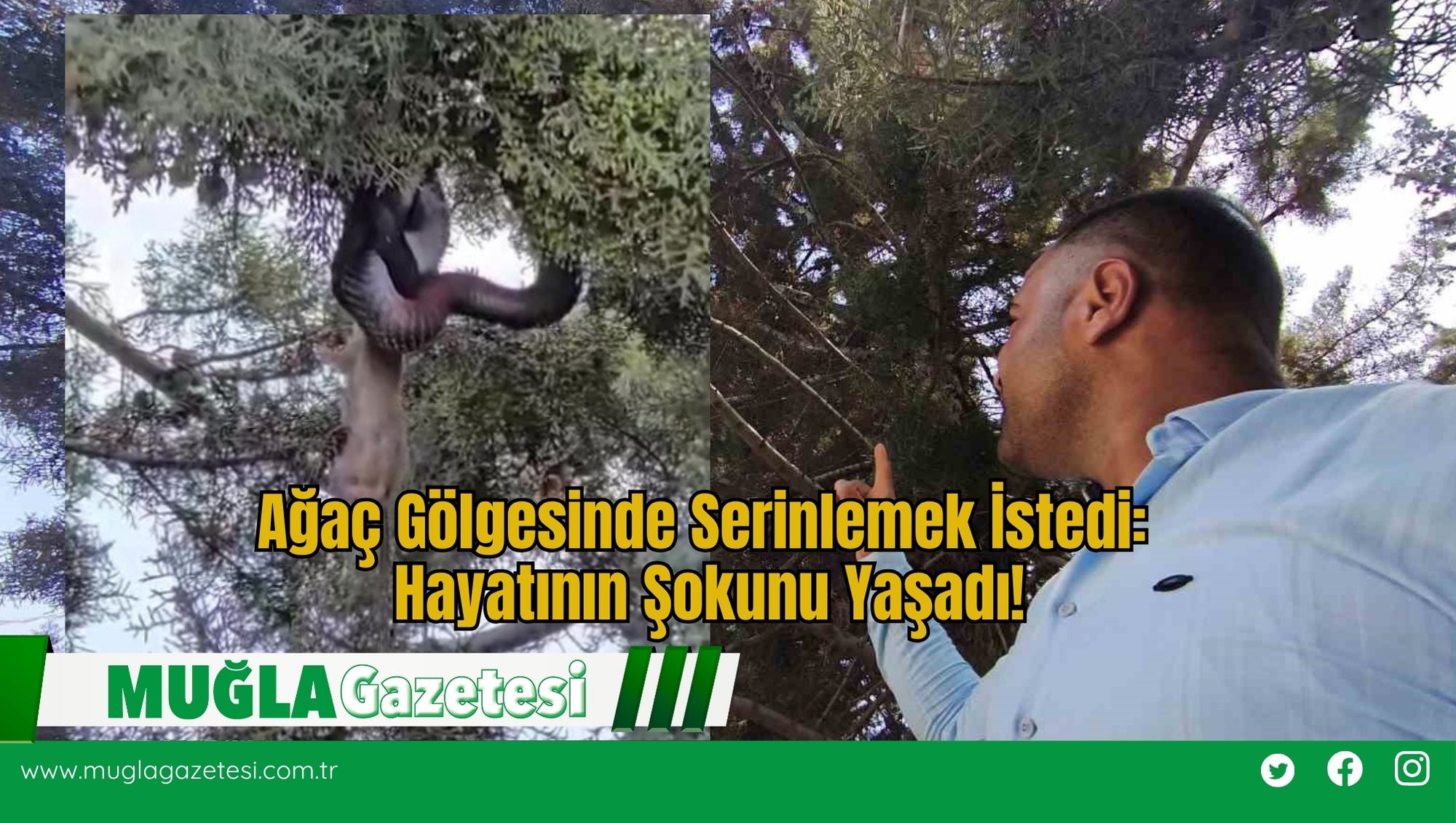 Ağaç Gölgesinde Serinlemek İstedi: Hayatının Şokunu Yaşadı!