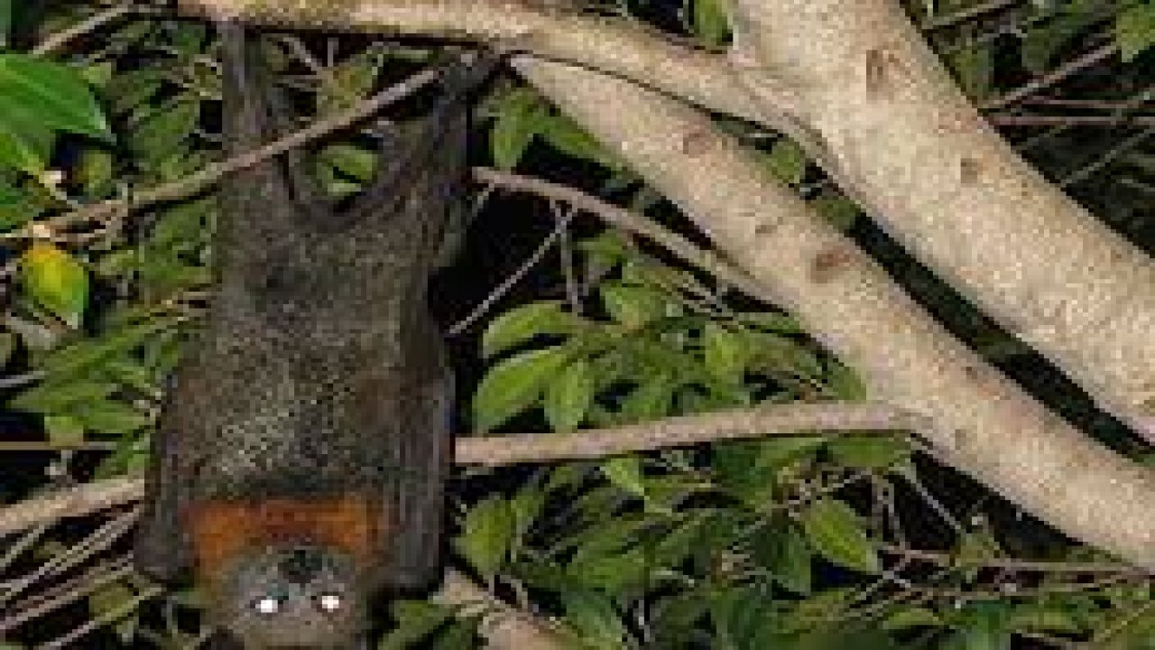 Yarasa Satan Kişiye  3 Bin 731 Lira Ceza