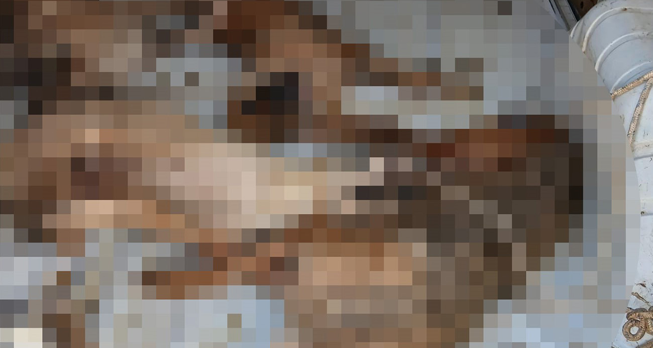 Hayvanların Taşındığı Araca Tepki Yağdı: ''Nakil Aracı Değil, Ölüm Kafesi''