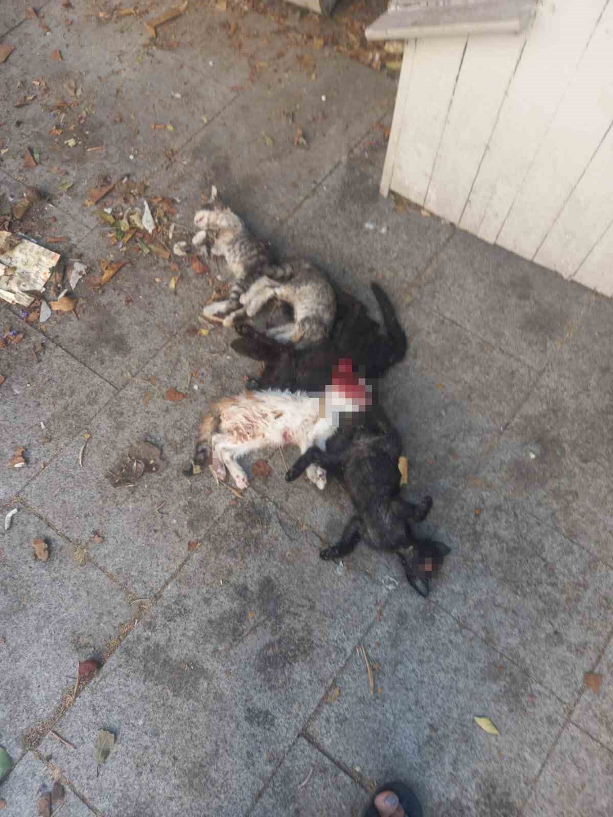 Yavru Kediler Öldürülmüş Halde Bulundu: 1 Kişi Gözaltına Alındı