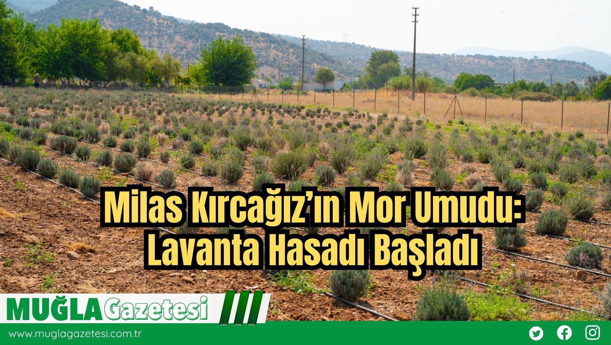 Milas Kırcağız’ın Mor Umudu: Lavanta Hasadı Başladı