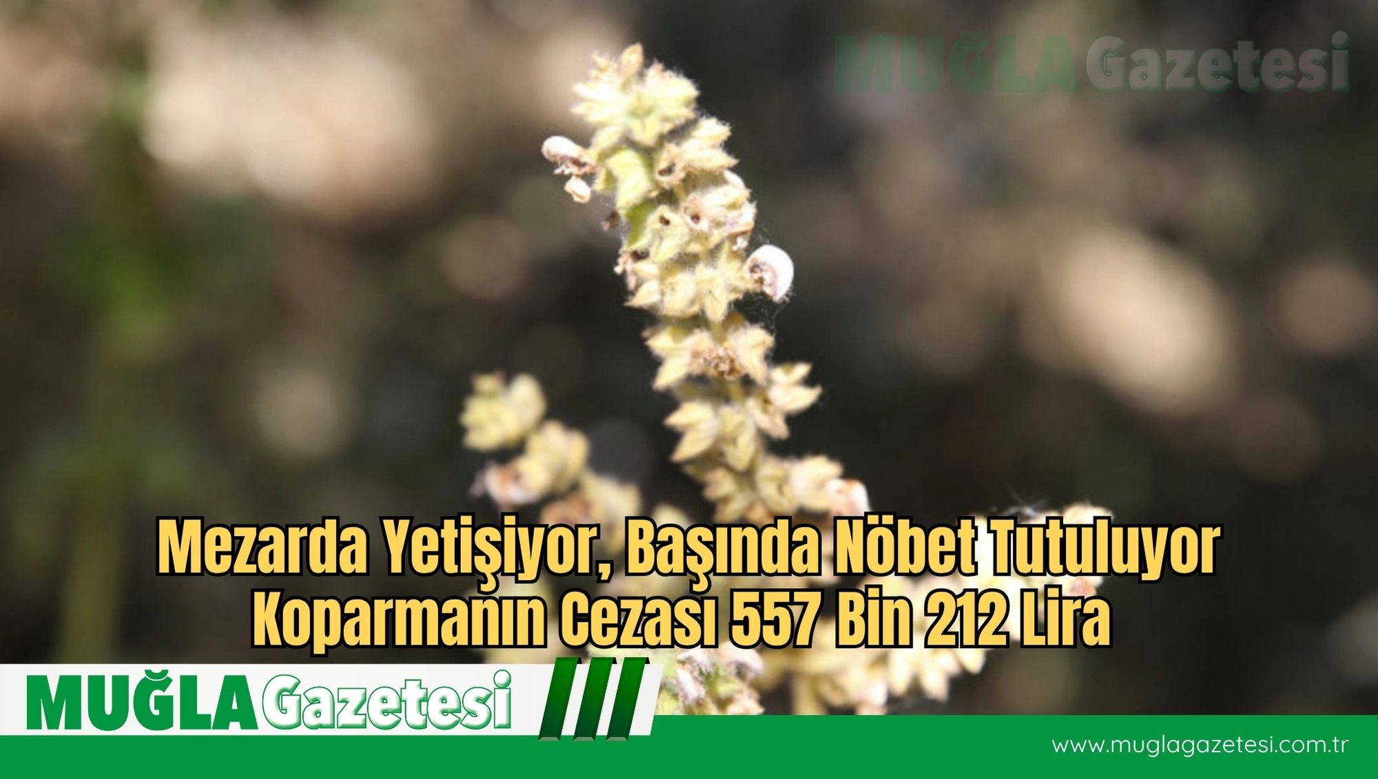 Mezarda Yetişiyor, Başında Nöbet Tutuluyor: Koparmanın Cezası 557 Bin 212 Lira