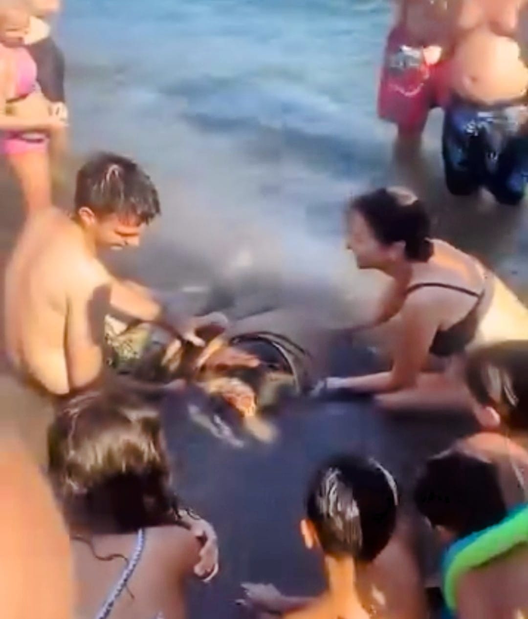 Marmaris’te Sahilde Yaralı Caretta Bulundu