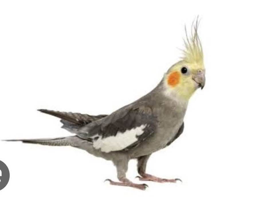 Köyceğiz'de Kayıp Sultan İçin Muhtarlık Seferber Oldu