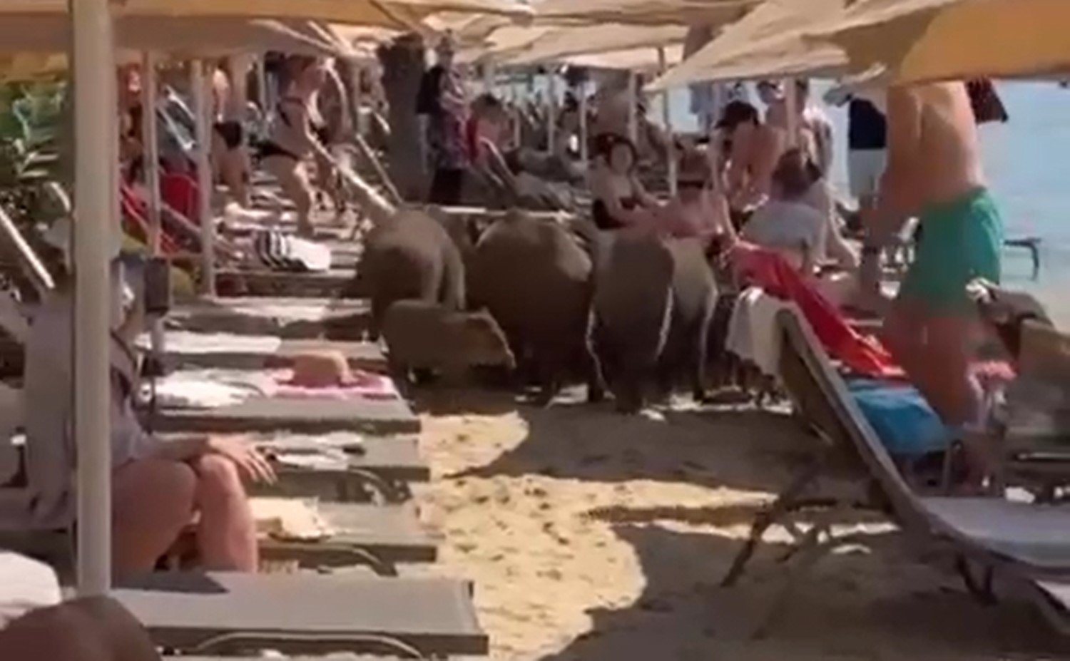 Marmaris Sahillerinde Sıra Dışı Misafirler Denize Girdi