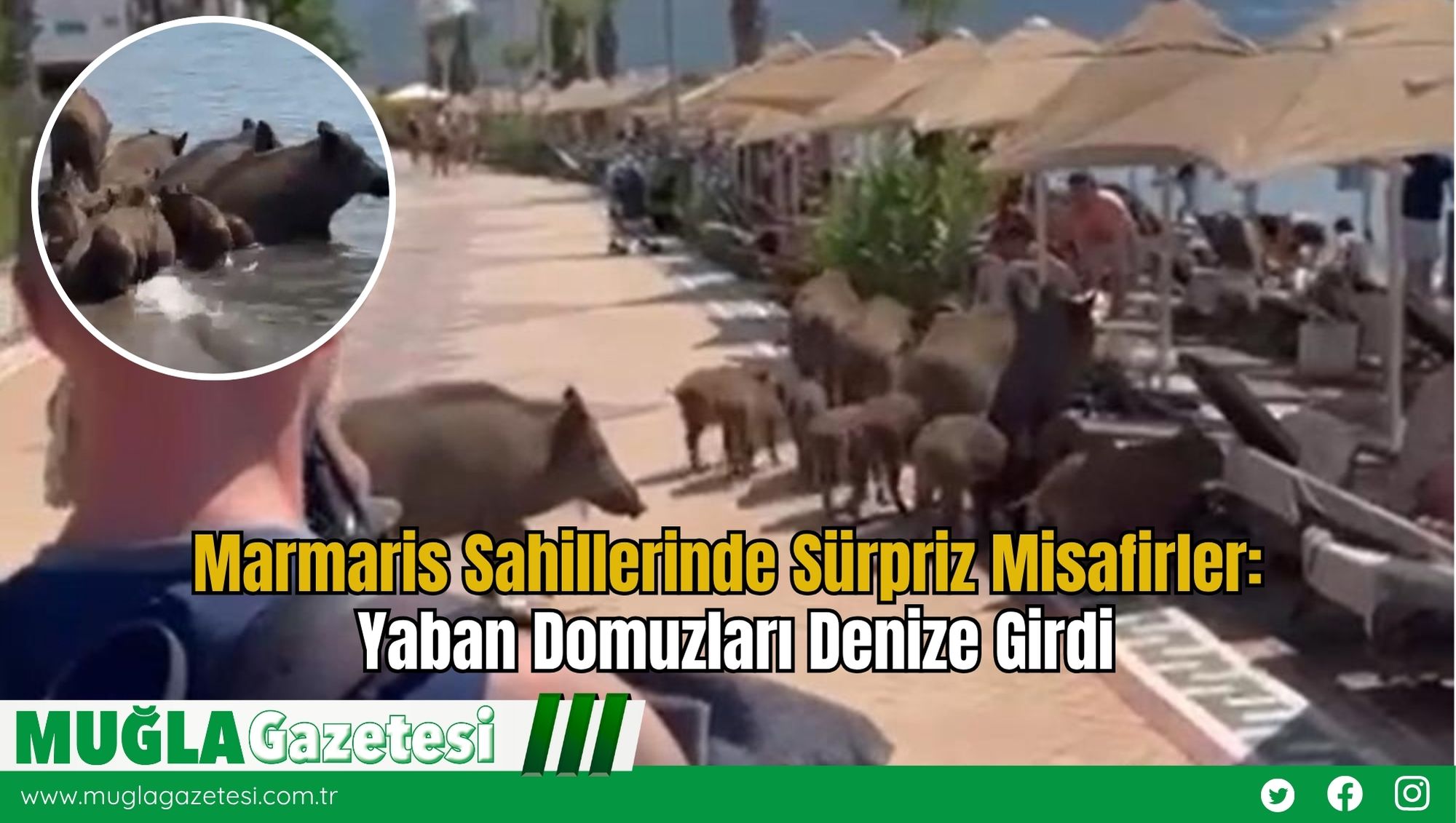 Marmaris Sahillerinde Sürpriz Misafirler: Yaban Domuzları Denize Girdi