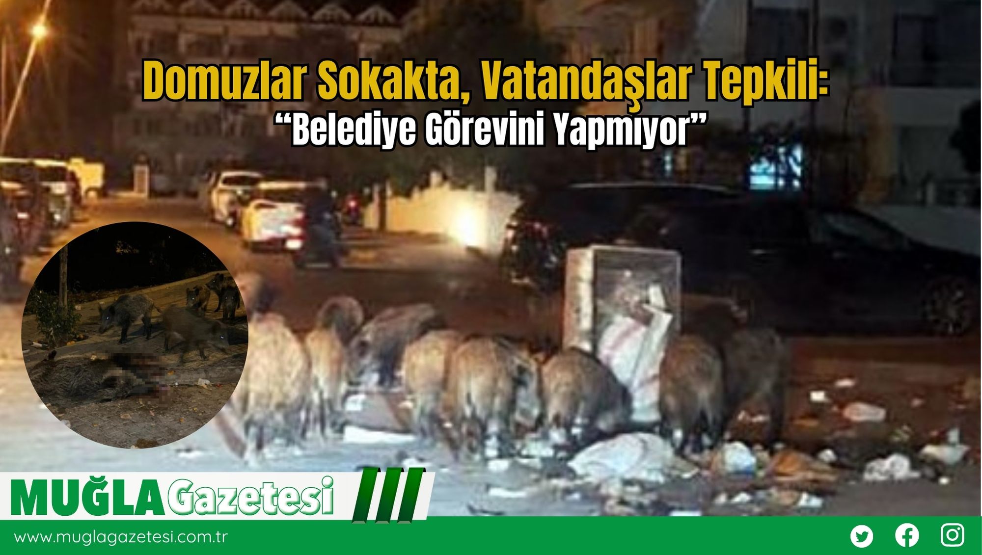 Domuzlar Sokakta, Vatandaşlar Tepkili: “Belediye Görevini Yapmıyor”