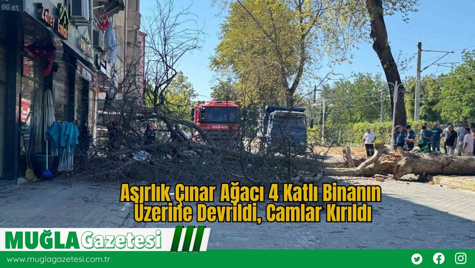 Asırlık Çınar Ağacı 4 Katlı Binanın Üzerine Devrildi, Camlar Kırıldı