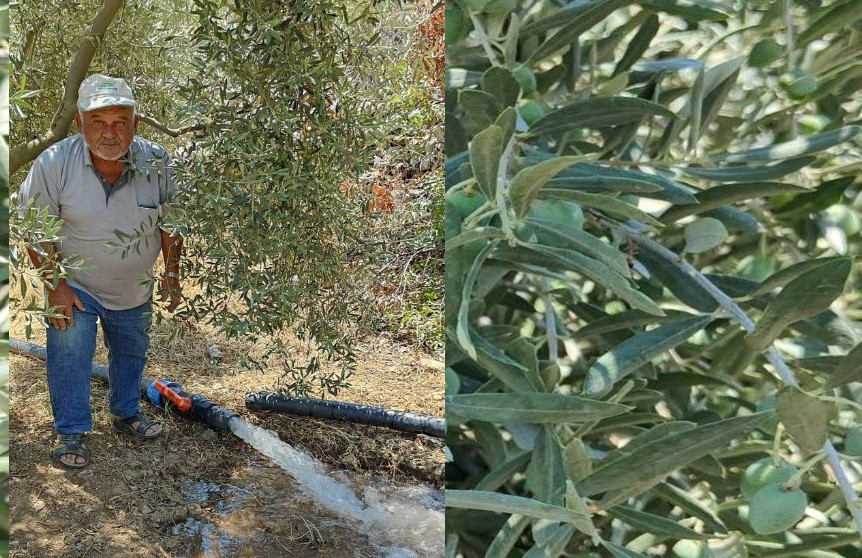 Menteşe Tarım Müdürlüğü'nden Zeytinliklerde Denetim