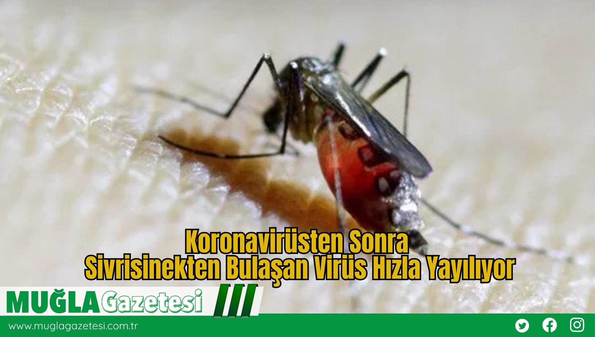 Koronavirüsten Sonra: Sivrisinekten Bulaşan Virüs Hızla Yayılıyor