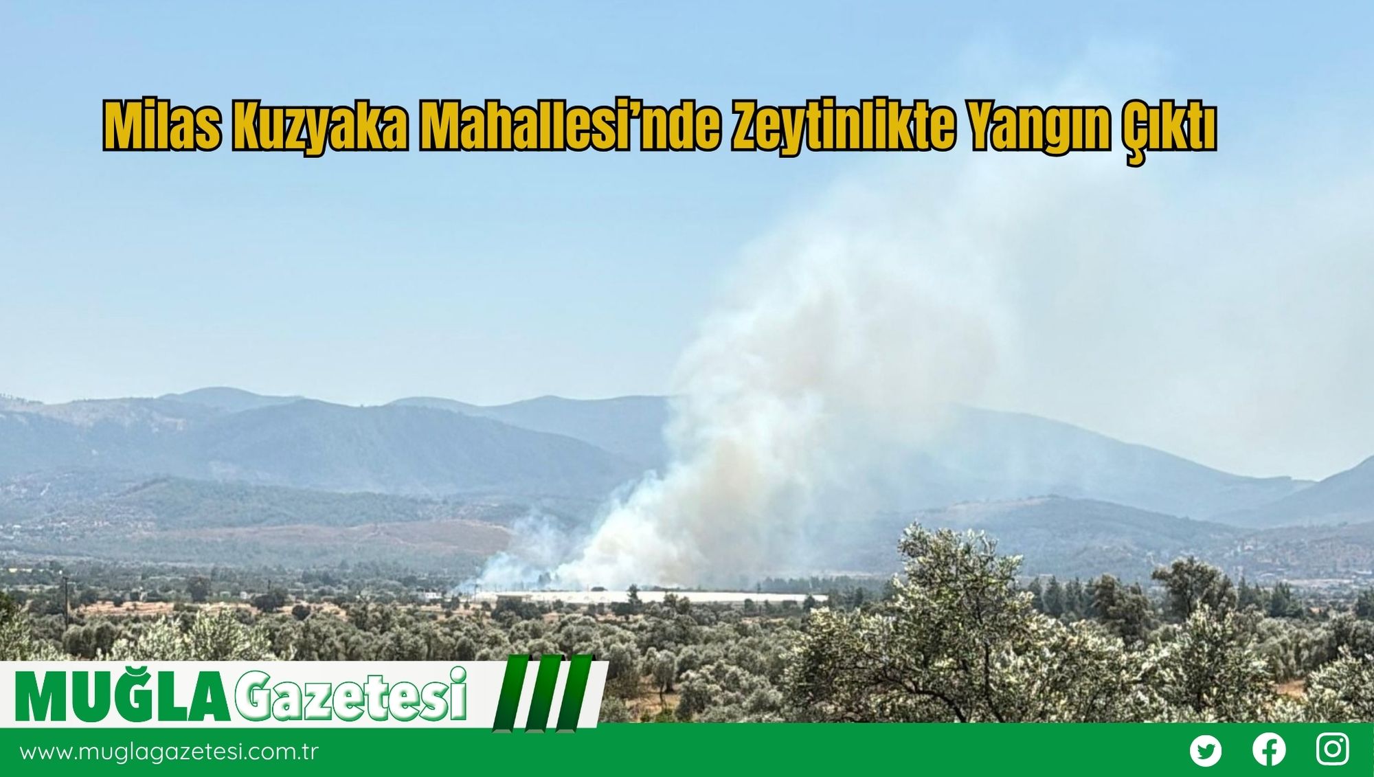 Milas Kuzyaka Mahallesi’nde Zeytinlikte Yangın Çıktı